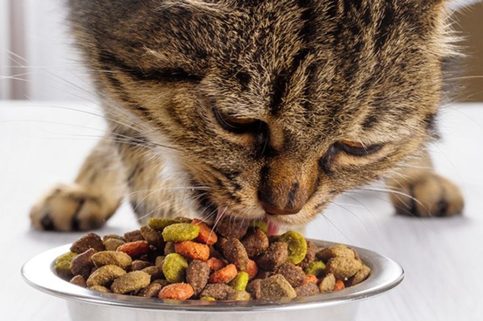 A brown tabby cat eating a bowl of dry food
