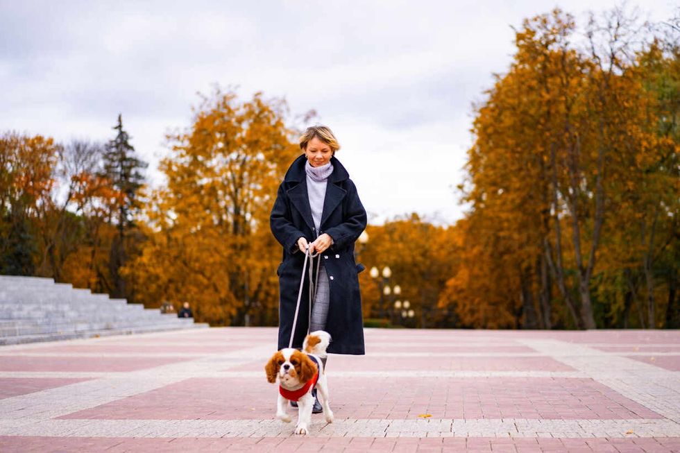 a female walks in the park with a cavalier king charles spaniel CAVF68920
