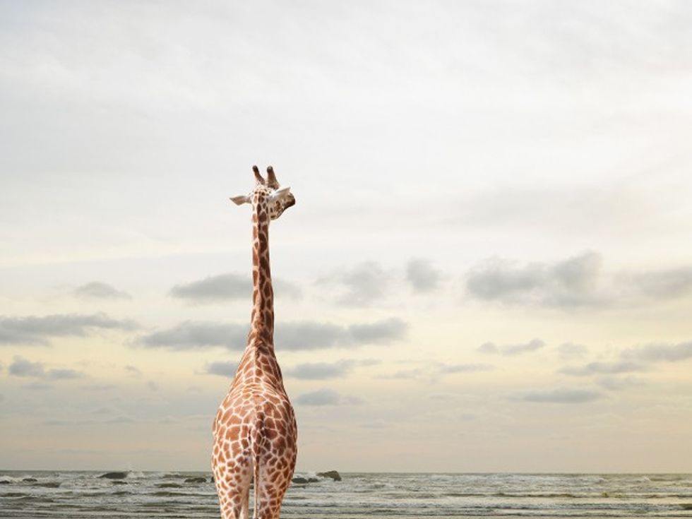 A giraffe looking at a view of the sea