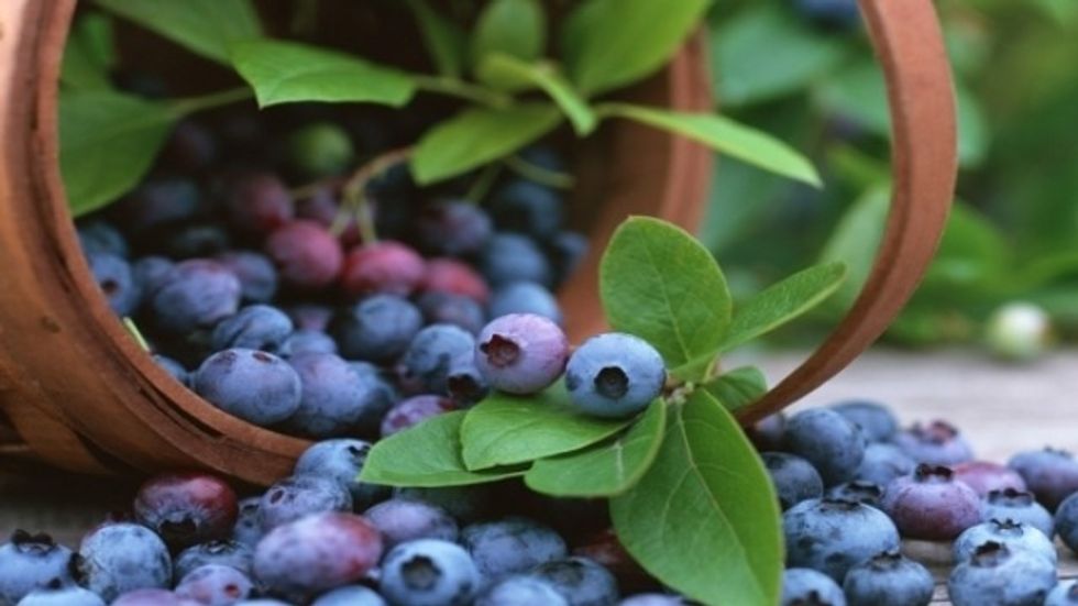 a ndihmojn euml boronicat q euml v euml rtet t euml shihni m euml mir euml n euml err euml sir euml hd