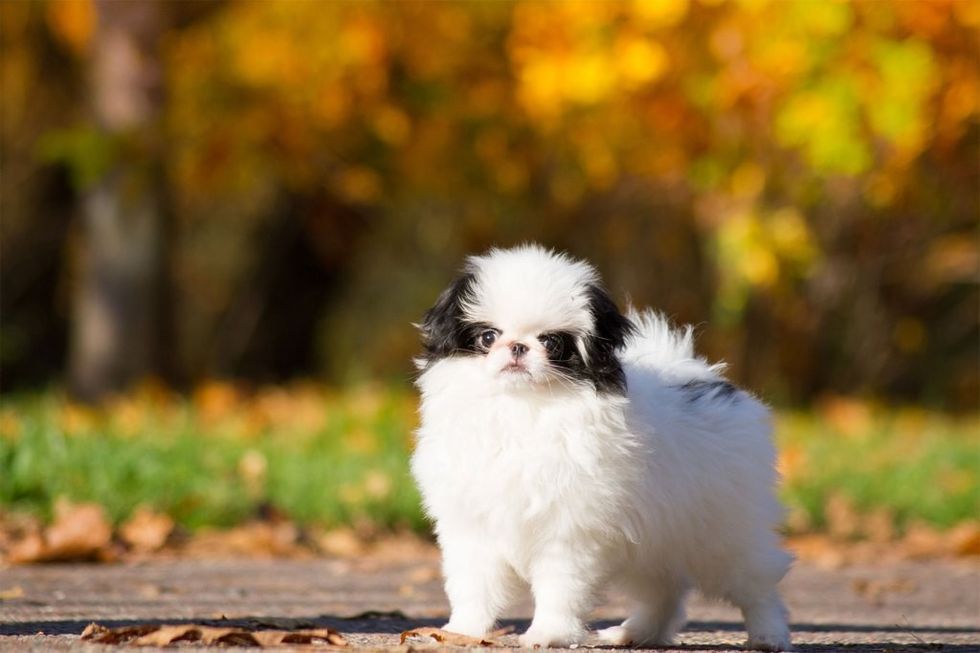A pair of Japanese Chin puppies called JLo and Ben were left behind - then quickly picked up by their owners.