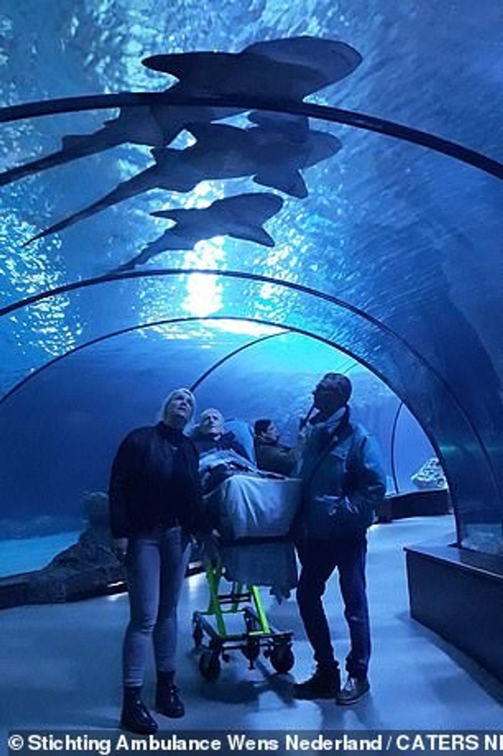 A patient looks up at sharks