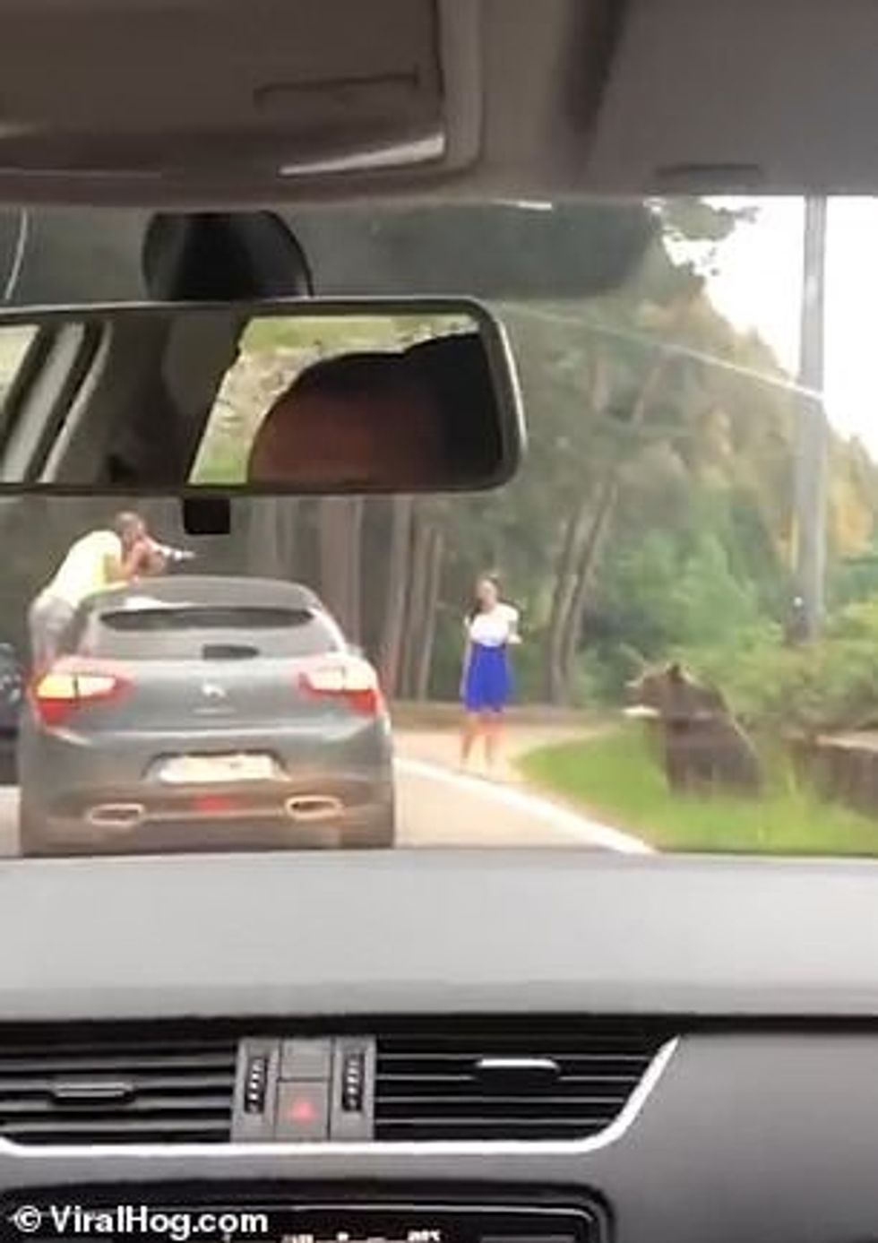 A woman in white and blue inches closer to a wild bear as a male companion holds up a camera