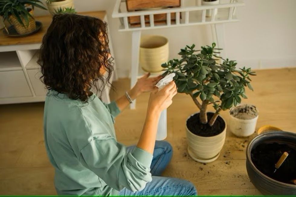 A woman watering her jade plant