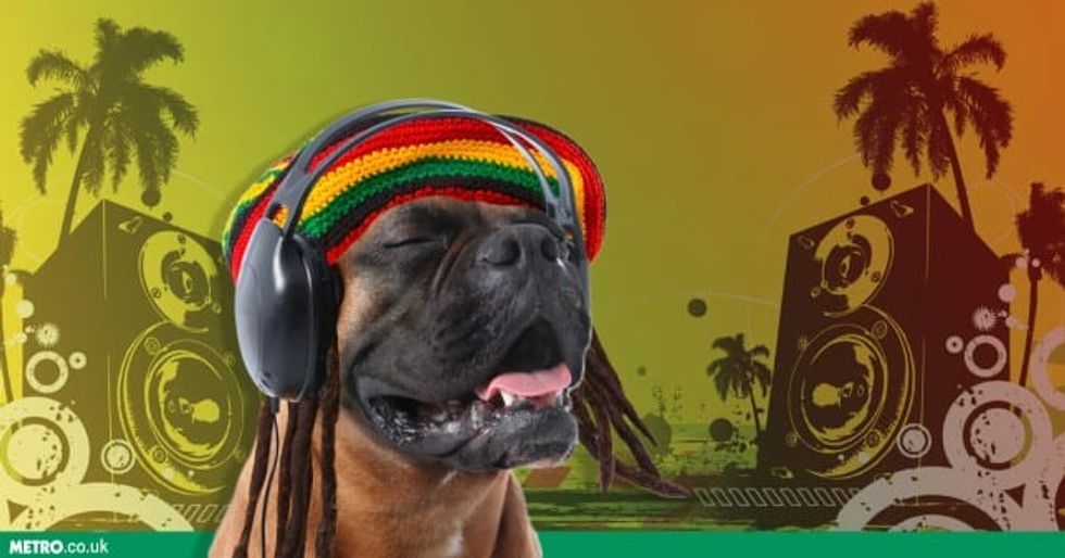 ac reggae dog comp