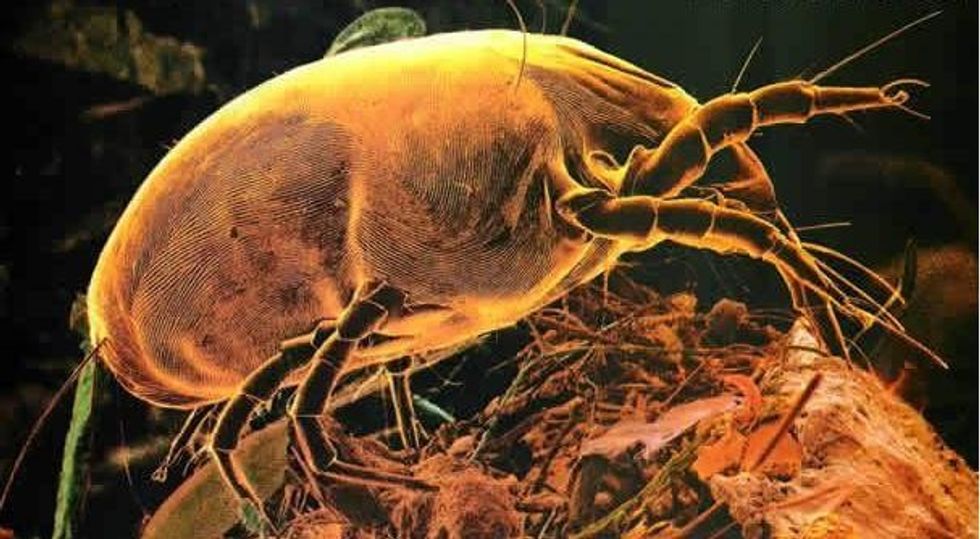 acariens-dust-mite1