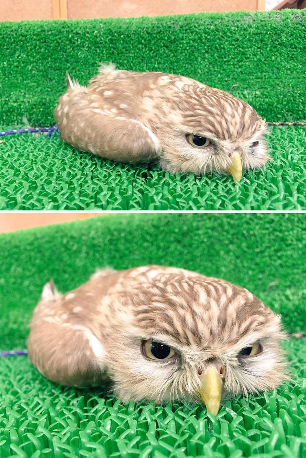 adorable photos that show how owls sleep with their faces down 2