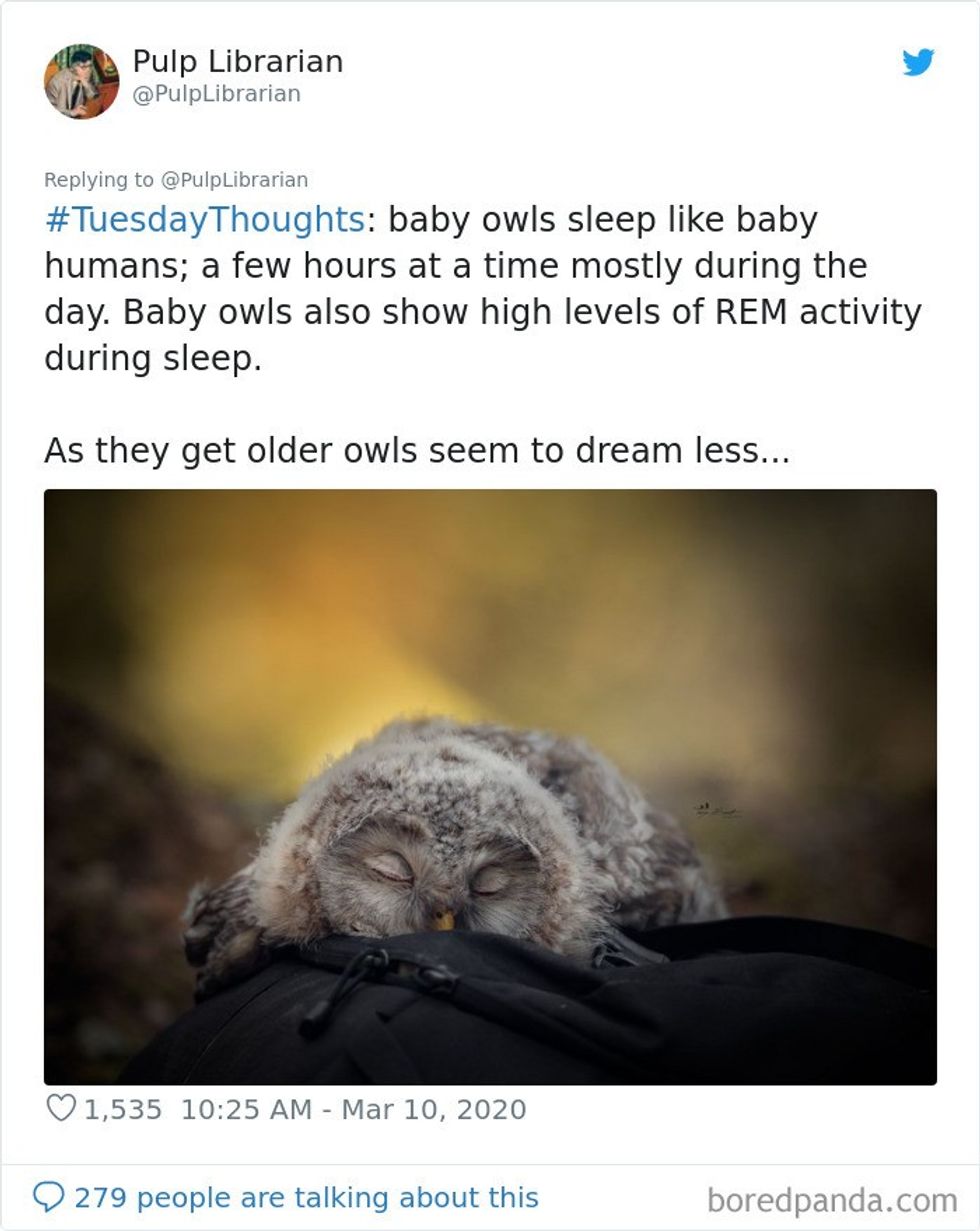 adorable photos that show how owls sleep with their faces down 3