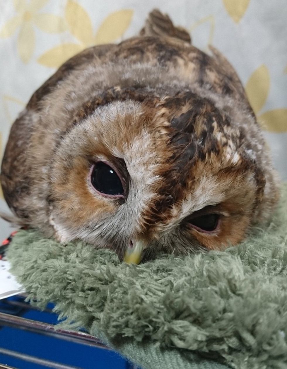 adorable photos that show how owls sleep with their faces down 5