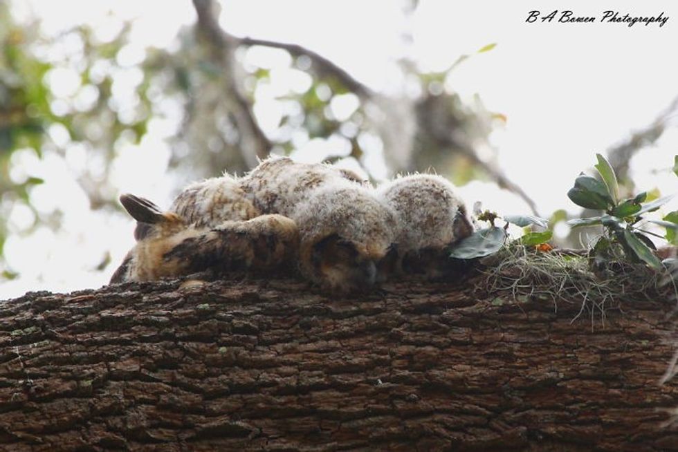 adorable photos that show how owls sleep with their faces down 6