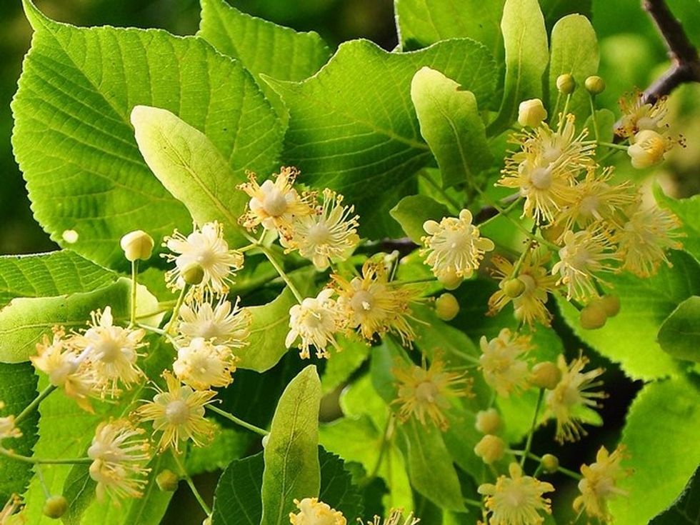 af664d50cf7851cb53282cec7aef352ec1ea5ac4