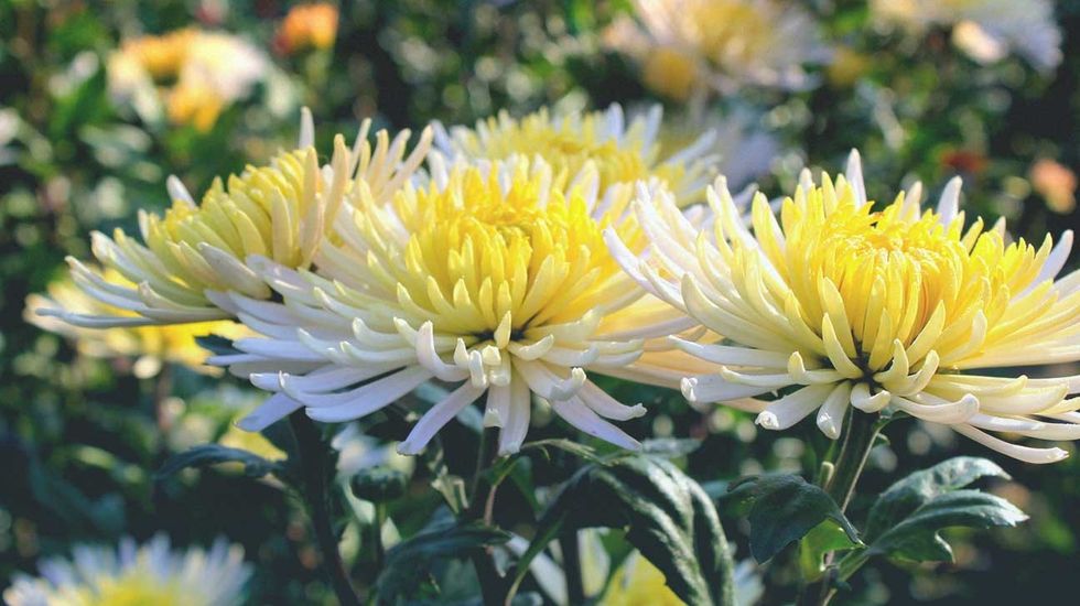 Air Purifying Plants 4 Mums