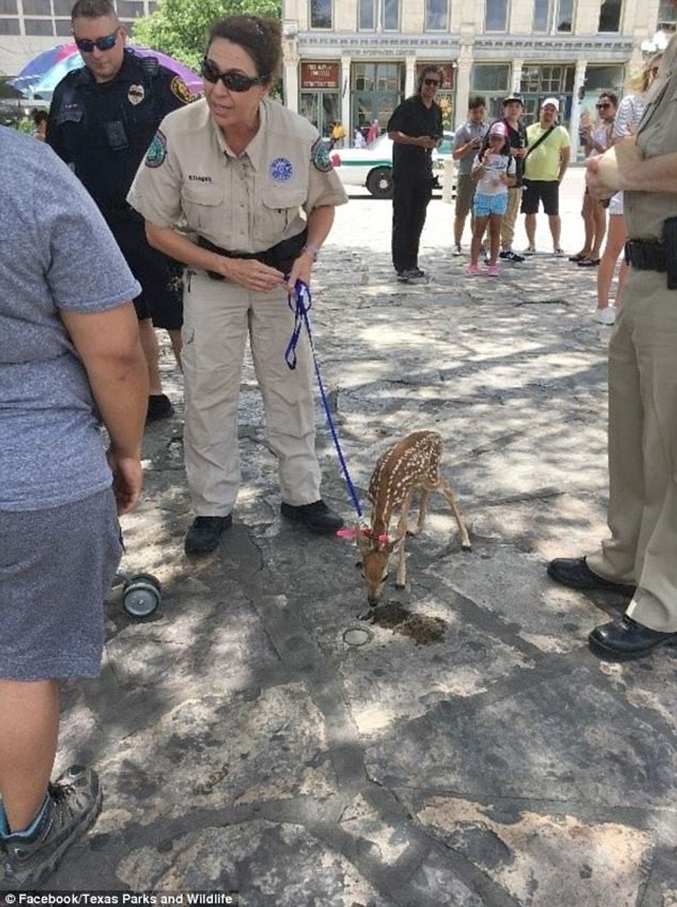 Akuzohet për mizori mbi kafshë per shkak se shetiti nje dre te vogel neper qytet foto 2