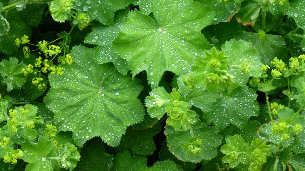 alchemilla