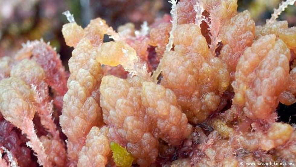 Alga asparagopsis taxiformis