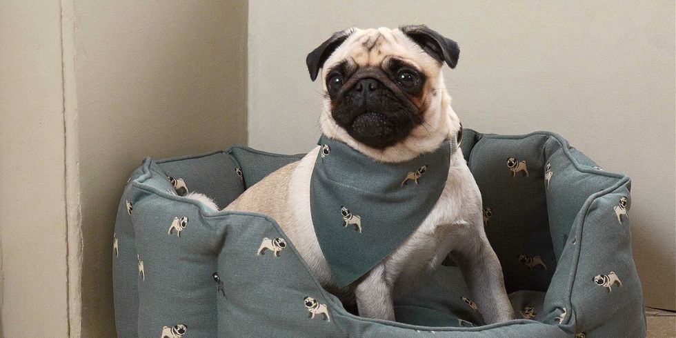 all47760 pug pet bed lifestyle web 400 400