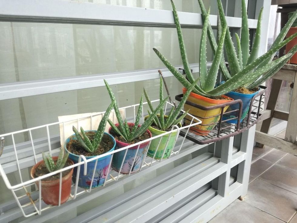 aloe vera plant aloevera apart 1625897378 d4c2ac63 progressive