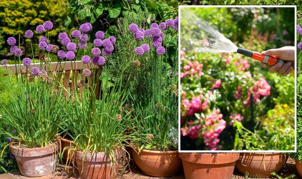 ‘Always follow these three ‘golden rules when watering plants