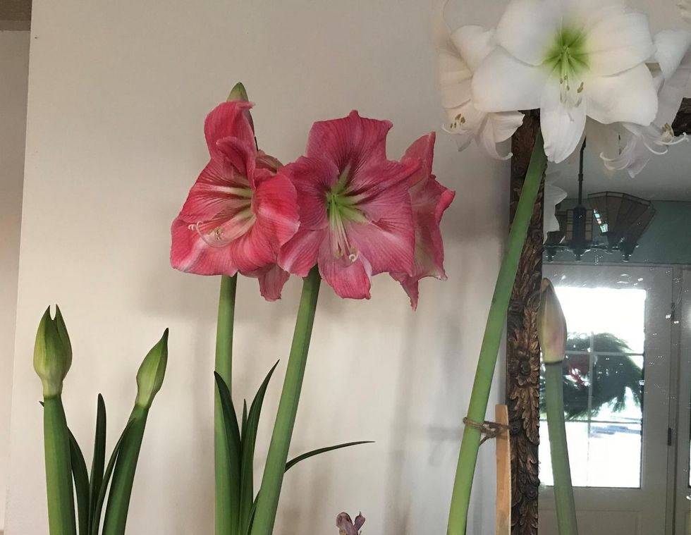 amaryllis at my house