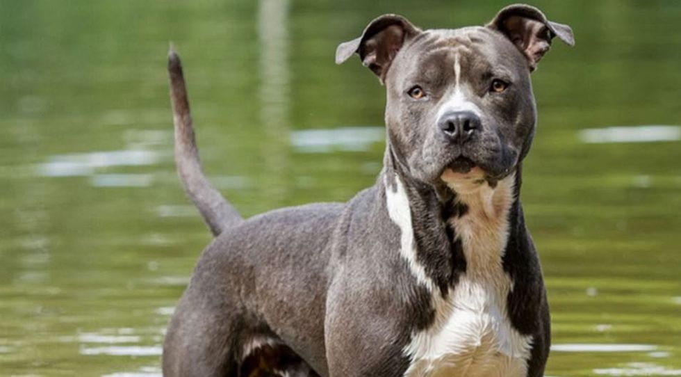 American Staffordshire Terrier 3