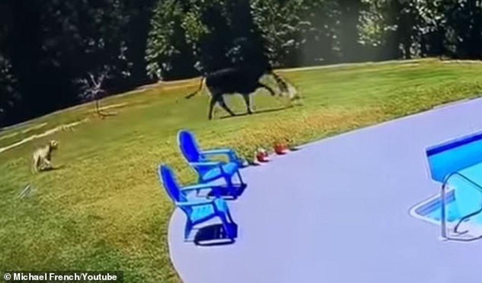 An Alabama man shared a clip which shows security camera footage of a tranquil backyard swimming pool, but then the unexpected happens as a cow and a couple of dogs appear