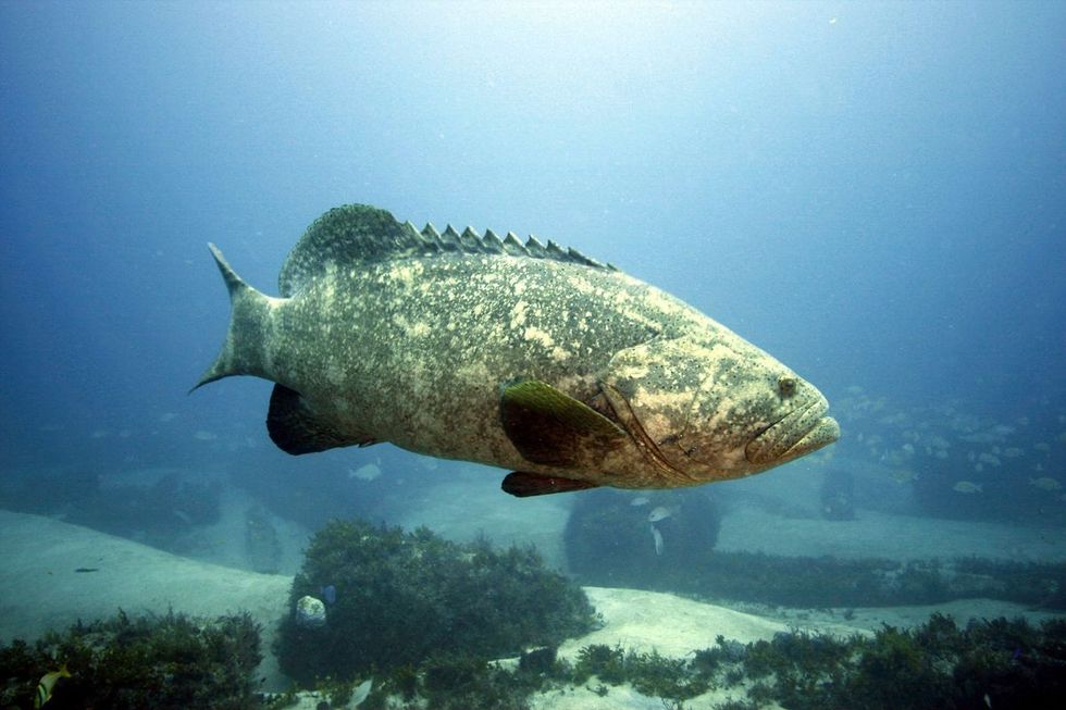 AN6IBLAJPZEVJD6VT6MSRZNZWE