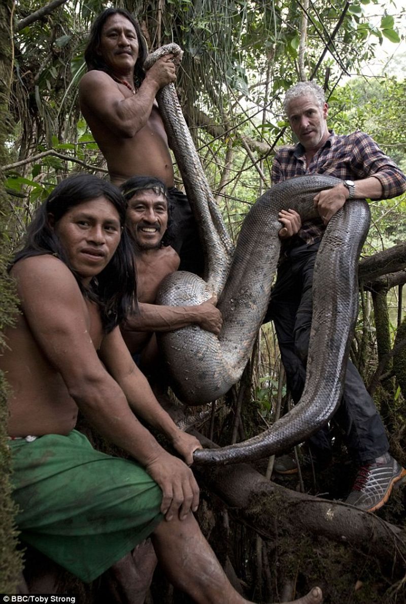 Anacondas migrate in the Amazon, image size:800x1189