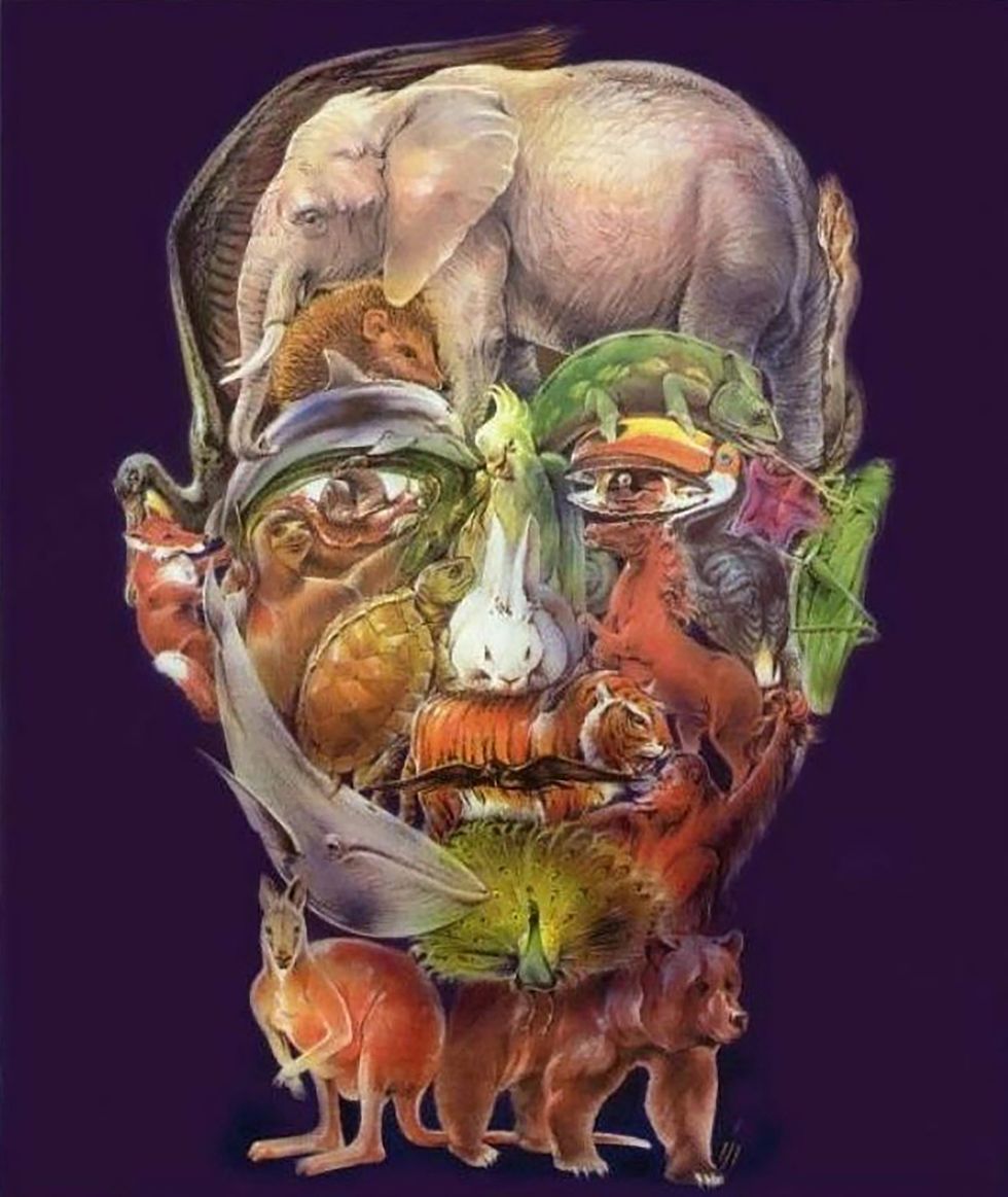 animal magic illusio