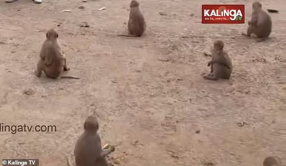 Another group of socially distant monkeys were also seen sitting feet away from each other as they were given fodder