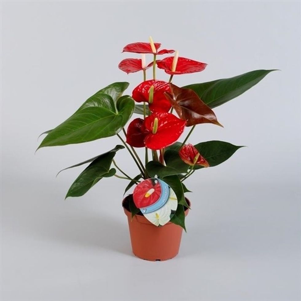 Anthurium an edison 6