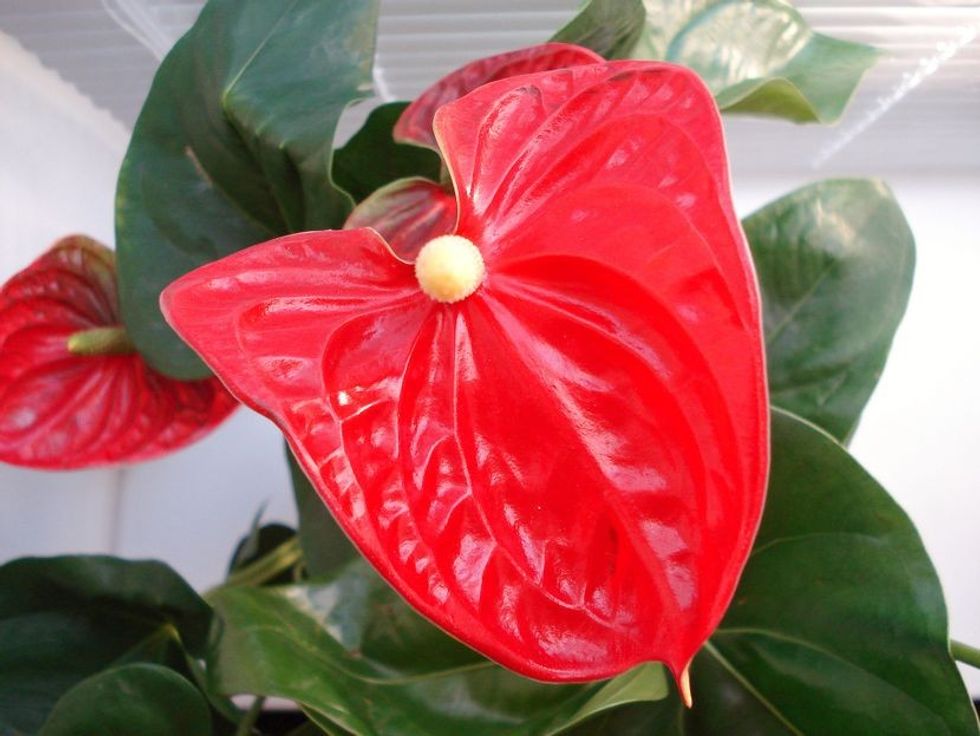anthurium gfae6b99651920 1