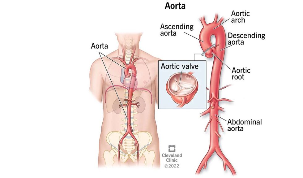 aorta anatomy