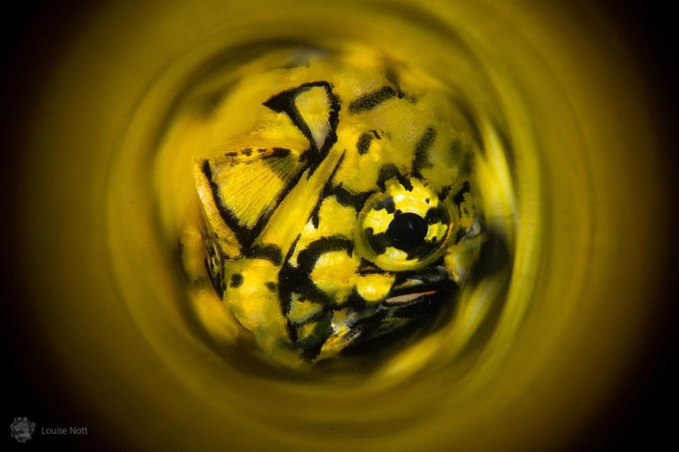 Aquatic Abstracts Louise Nott 1