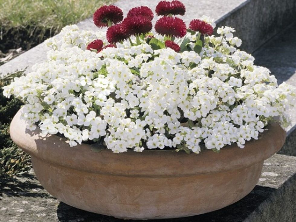 Arabis caucasica SnowfixBENA