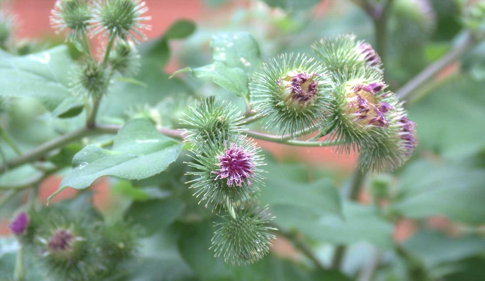 arctium lappa l