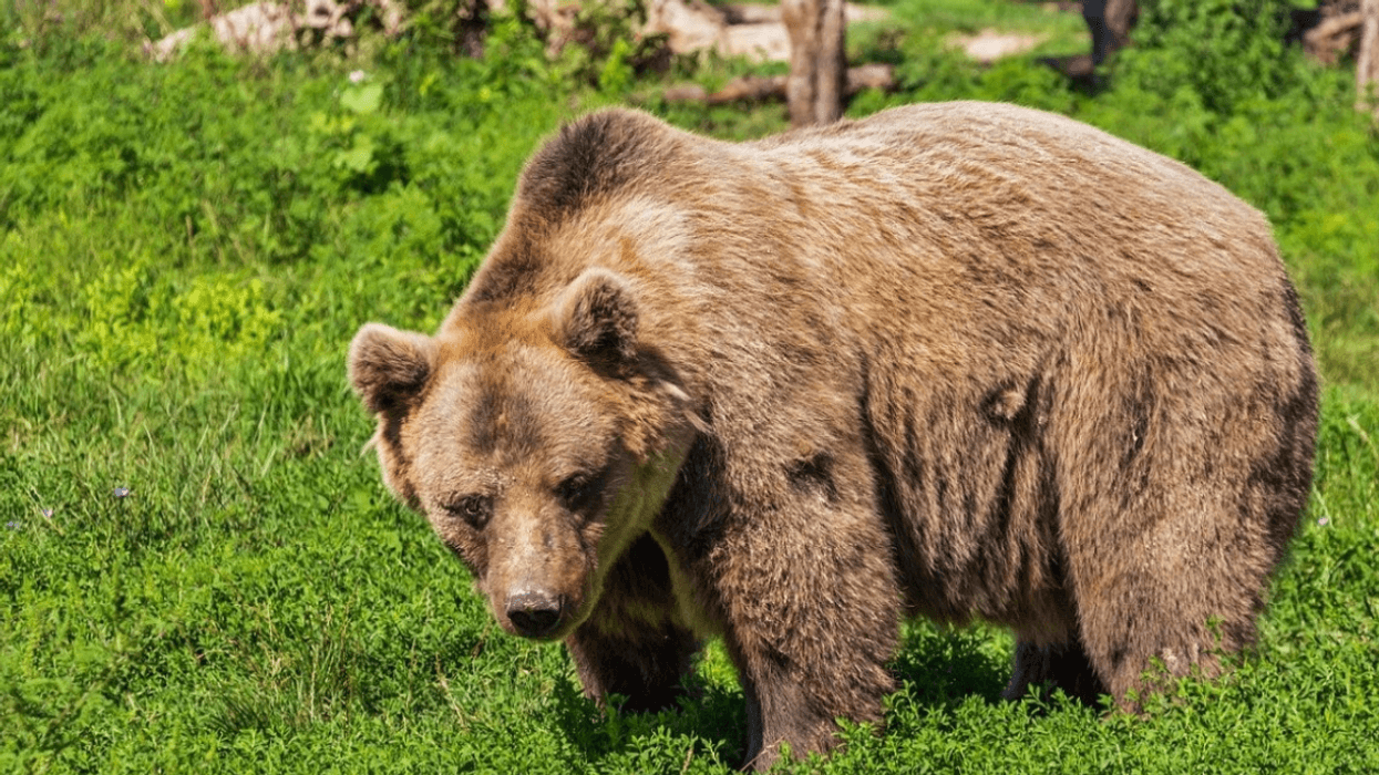 Projekt i ri evropian për mbrojtjen e ariut të murrmë në Malin Sharr Projekt i ri evropian për mbrojtjen e ariut të murrmë në Malin Sharr