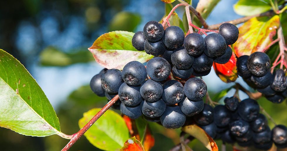 aronia berries