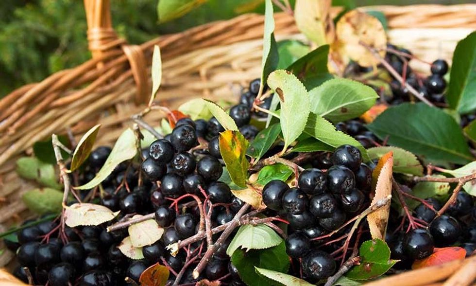 aronia berry basket harvest