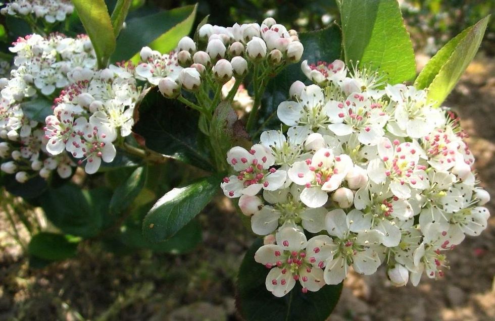 Aronia melanocarpa Viking