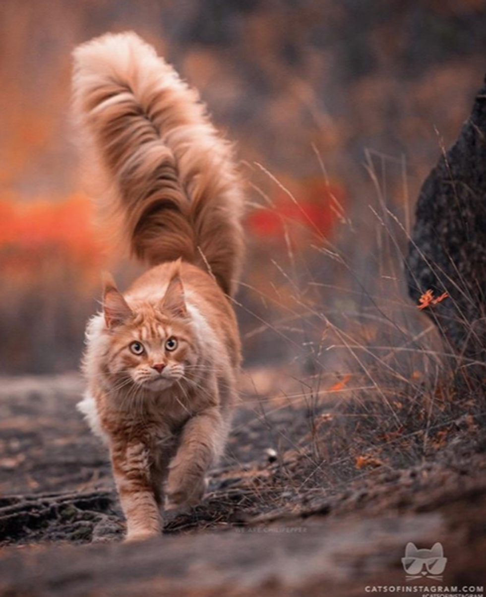 Arratisu nëse ke nevojë