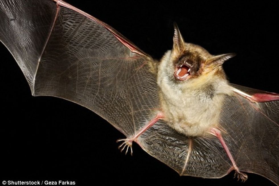 Arsyet më të pazakonta pse është dashur të anulohen fluturimet e aeroplaneve foto 4