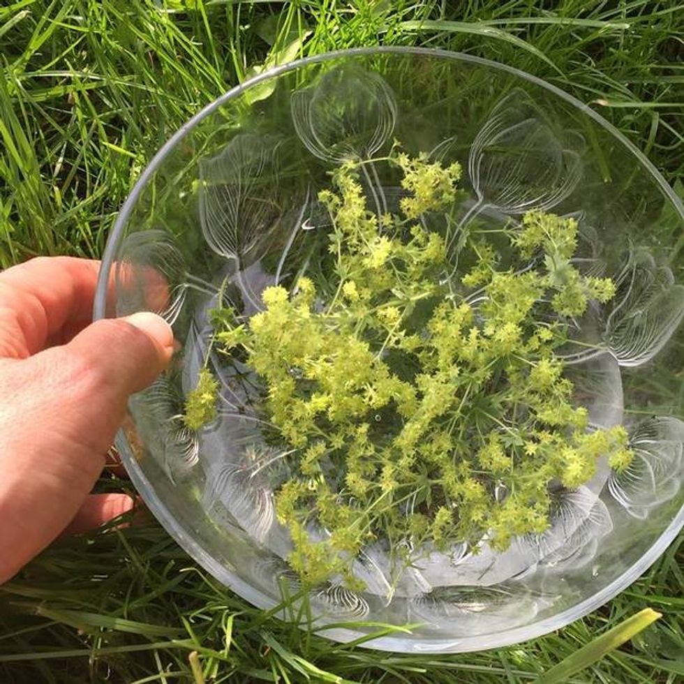 art misc ladysmantlefloweressence