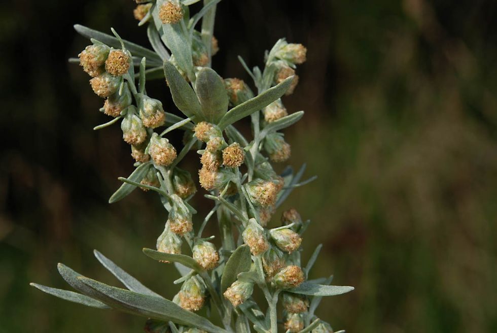 Artemisiaabsinthium1