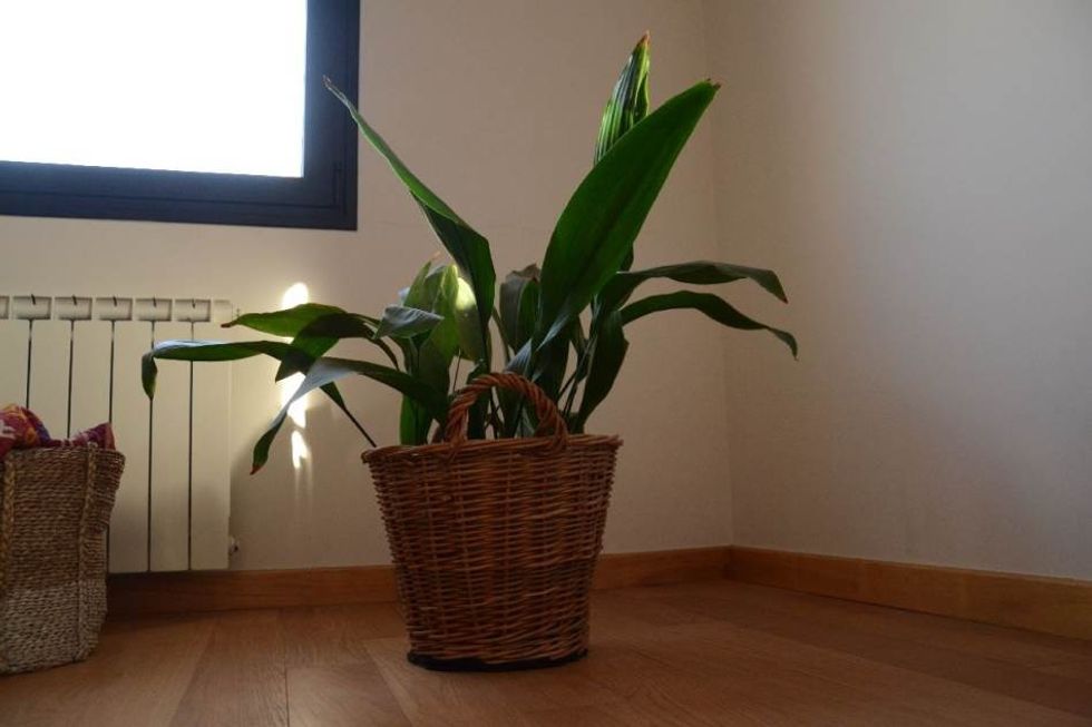 Aspidistra b