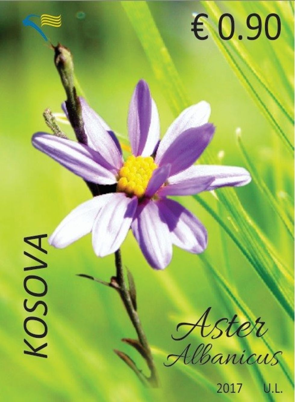 Aster Albanicus