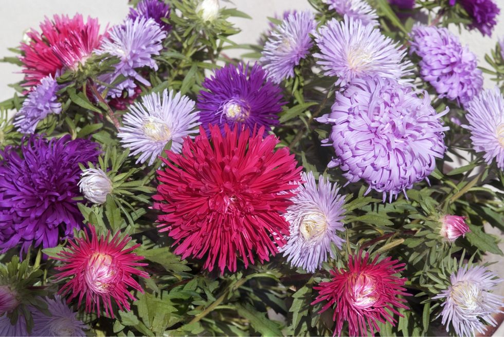 astern florapress 01114600 scaled