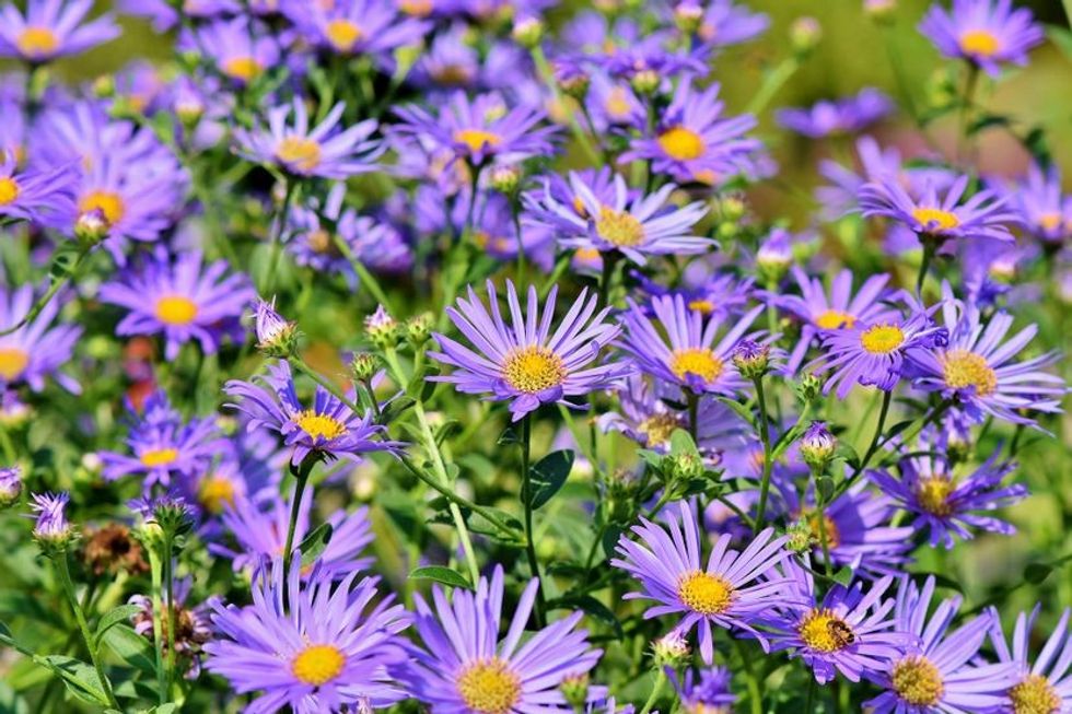 asters 36322941920 1