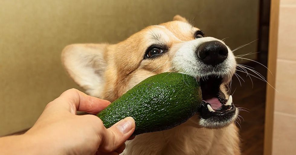 avacados and dogs