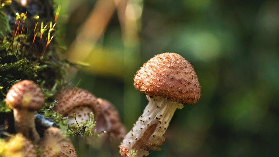 AYURVEDIC TREATMENT FOR BALANITIS