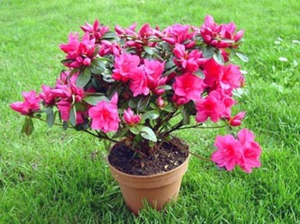 azalea(1)